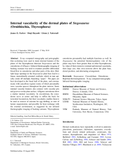 Internal vascularity of the dermal plates of