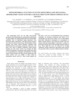 Mitochondrial function in flying honeybees
