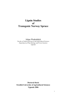 Lignin Studies of Transgenic Norway Spruce