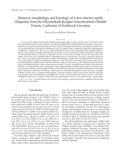 from the Muschelkalk-Keuper-Grenzbonebed