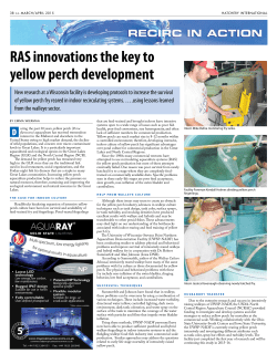 RAS innovations the key to yellow perch development