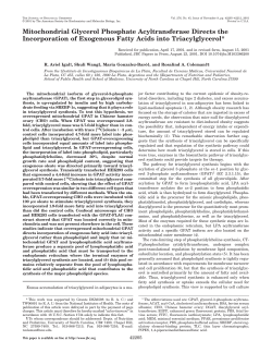 Mitochondrial Glycerol Phosphate Acyltransferase Directs the
