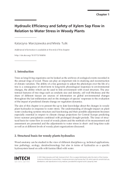 Hydraulic Efficiency and Safety of Xylem Sap Flow in