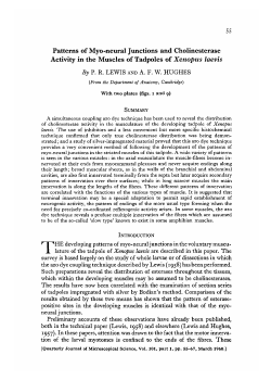 Patterns of Myo-neural Junctions and Cholinesterase Activity in the