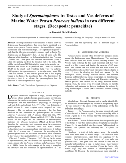 Study of Spermatophores in Testes and Vas deferns of Marine Water