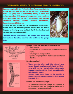 the sponges &ndash; metazoa of the cellular grade of