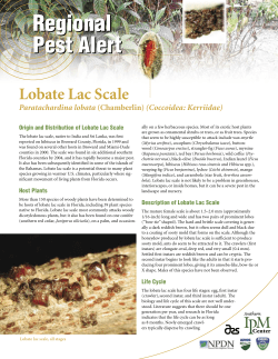 Lobate Lac Scale