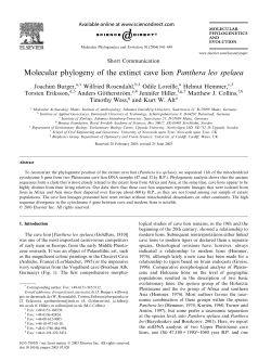 Molecular phylogeny of the extinct cave lion Panthera