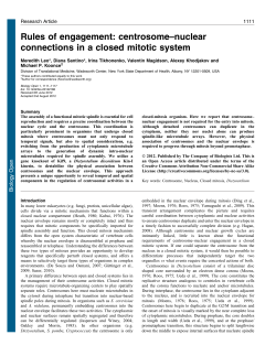 centrosome–nuclear connections in a closed mitotic