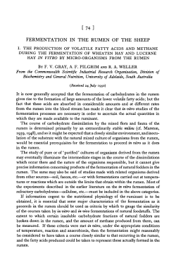 FERMENTATION IN THE RUMEN OF THE SHEEP
