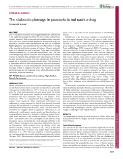 The elaborate plumage in peacocks is not such a drag