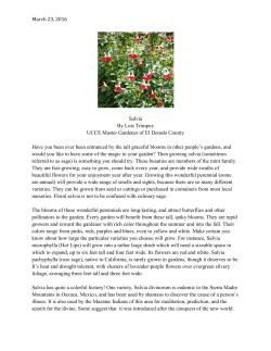 Salvia - El Dorado County Master Gardeners
