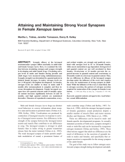 Attaining and Maintaining Strong Vocal Synapses in Female