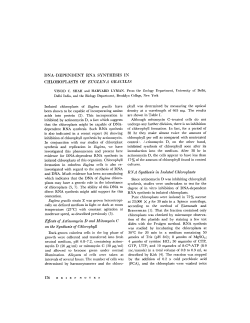Effects of Actinomycin D and Mitomycin C on the