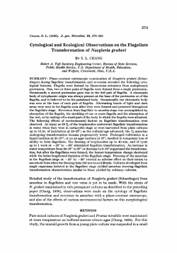Cytological and Ecological Observations on the Flagellate