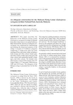 An ethogram construction for the Malayan Flying Lemur