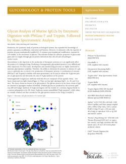 Glycan Analysis of Murine IgG2a by Enzymatic Digestion with