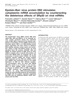Epstein&ndash;Barr virus protein EB2 stimulates cytoplasmic mRNA