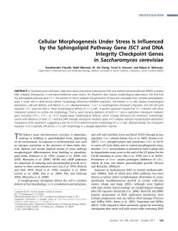 Cellular Morphogenesis Under Stress Is Influenced by the