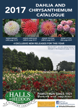 dahlia and chrysanthemum catalogue