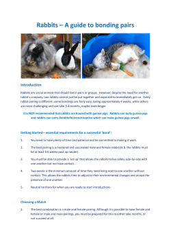 Rabbits – A guide to bonding pairs