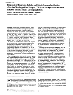 Biogenesis of Transverse Tubules and Triads: Immunolocalization of