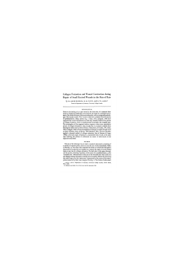 Collagen Formation and Wound Contraction during