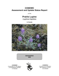 Prairie lupine (Lupinus lepidus)