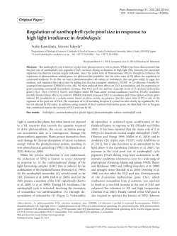 Regulation of xanthophyll cycle pool size in response to high light