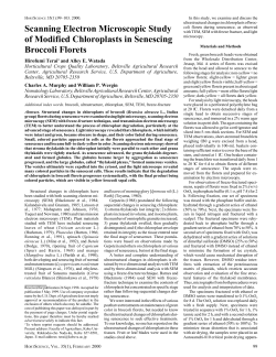 Scanning Electron Microscopic Study of Modified Chloroplasts in