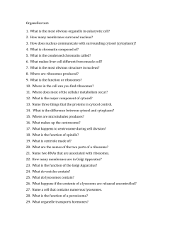 1. What is the most obvious organelle in eukaryotic cell?