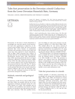 Tube foot preservation in the Devonian crinoid Codiacrinus from the