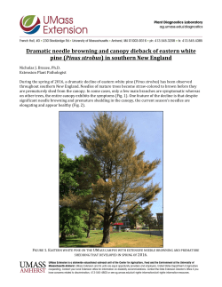 Dramatic needle browning and canopy dieback