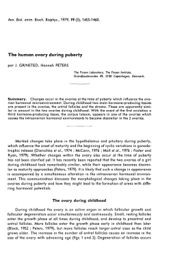 The human ovary during puberty