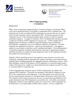 DNA Fingerprinting - UMass Medical School