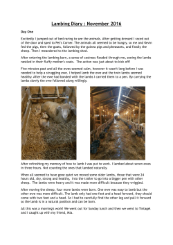 Jack`s Lambing Diary