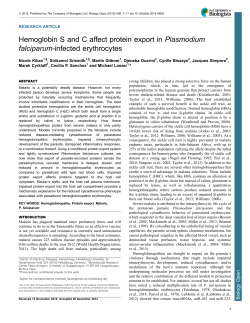 Hemoglobin S and C affect protein export in