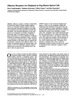Olfactory Receptors Are Displayed on Dog Mature