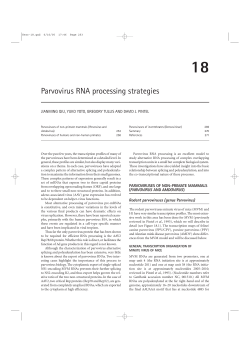 Parvovirus RNA processing strategies