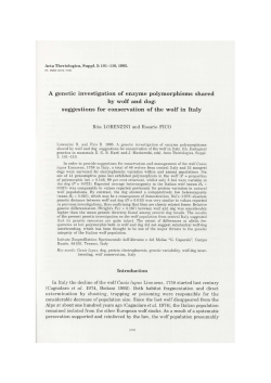 A genetic investigation of enzyme polymorphisms shared by wolf