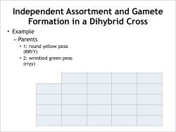 Independent Assortment and Gamete Formation in a Dihybrid Cross