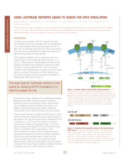 Using luciferase reporter assays to screen for GPCR