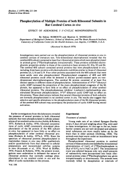 Phosphorylation of Multiple Proteins of both Ribosomal Subunits in