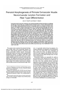 neuromuscular junction formation and fiber type differentiation.