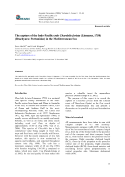 The capture of the Indo-Pacific crab Charybdis
