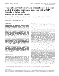O-methyl molecular beacons with mRNA targets in living cells