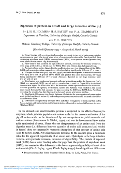 Digestion of protein in small and large intestine of the pig