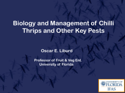 Biology and Management of Chilli Thrips and Other Key Pests
