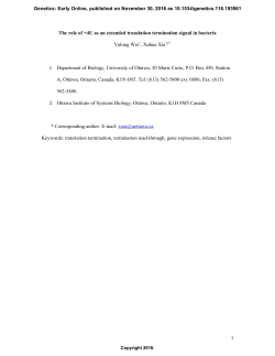 The Role of +4U as an Extended Translation Termination