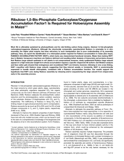 Ribulose-1,5-Bis-Phosphate Carboxylase